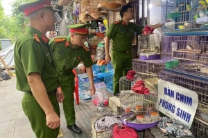Hà Nội phát hiện nhiều cá thể chim di đá không rõ nguồn gốc tại phố Tăng Bạt Hổ