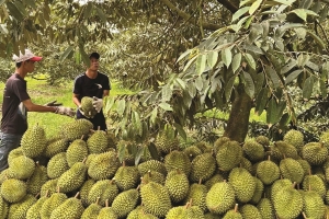 Cần giải pháp ổn định đầu ra cho ngành hàng sầu riêng