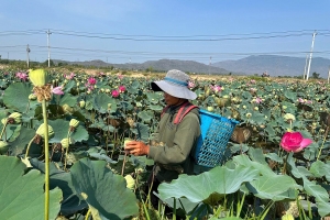 Lâm Đồng mở rộng diện tích trồng sen: Hướng đi mới nâng cao giá trị kinh tế nông nghiệp