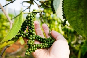 Giá tiêu hôm nay 11/7: Neo cao 141.000 đồng/kg, kỳ vọng bứt phá nửa cuối năm