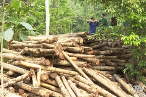 Thái Nguyên: Tăng cường công tác quản lý nhà nước đối với hoạt động sản xuất, chế biến gỗ