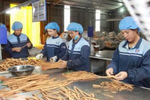Lào Cai: Đặt mục tiêu hình thành ngành hàng dược liệu chiến lược gắn với chế biến sâu, du lịch và chuyển đổi số