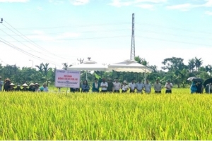 Hải Phòng: Hội thảo đầu bờ đánh giá mô hình sản xuất giống lúa chất lượng cao, kháng bệnh bạc lá BT7KBL-02 vụ Xuân 2026