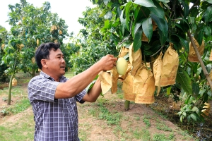 Chuẩn hóa mã số vùng trồng: “Lá chắn” bảo vệ thương hiệu nông sản Việt