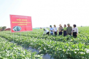 Hải Phòng: Mô hình dưa hấu VT007 cho kết quả khả quan trong ứng dụng khoa học công nghệ vào sản xuất
