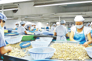 Ngành điều Việt Nam trước áp lực tái cấu trúc chuỗi giá trị