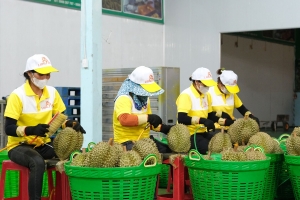 Lâm Đồng tháo gỡ điểm nghẽn mã số vùng trồng phục vụ xuất khẩu nông sản