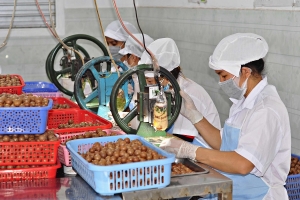 “Mắc ca Lâm Đồng” – Cú hích thương hiệu cho nông sản cao nguyên phát triển bền vững