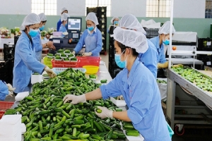 Doanh nghiệp nông sản tăng tốc thích ứng trước “rào chắn” mới từ Trung Quốc
