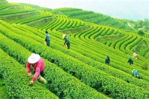 Trà B’Lao: Hành trình từ đồi trà cao nguyên đến thương hiệu văn hóa – du lịch của Lâm Đồng
