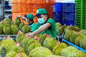 Sầu riêng Việt tăng tốc xuất khẩu, mở rộng cửa vào các thị trường lớn