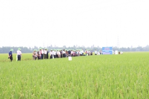 Hà Nội đánh giá hiệu quả nhiều mô hình sản xuất lúa ứng dụng công nghệ cao vụ xuân 2026