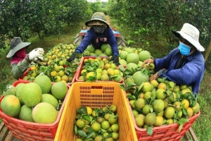 Nông sản Việt đạt chuẩn xuất khẩu nhưng chật vật trên sân nhà