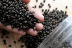 Giá tiêu hôm nay 21/6: Mất mốc 140.000 đồng/kg, thị trường lao dốc mạnh