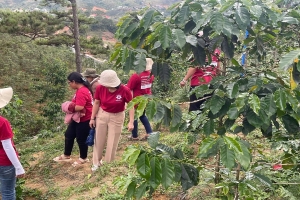 Lâm Đồng thúc đẩy chiến lược sản xuất và thương mại cà phê bền vững cho doanh nghiệp nhỏ và siêu nhỏ