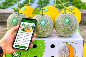 Hướng dẫn sử dụng địa chỉ tra cứu thông tin quy định kiểm dịch thực vật, an toàn thực phẩm phục vụ xuất khẩu