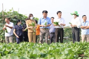 Hà Nội tăng cường chuỗi giá trị cây trồng an toàn, thúc đẩy nông nghiệp xanh