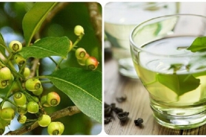 Đánh thức tiềm năng thảo dược bản địa: Nước lá vối từ thức uống dân dã đến giải pháp chăm sóc sức khỏe