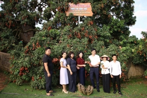 Bắc Ninh: Sôi động gara quảng bá thương hiệu vải chín sớm