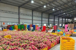 Từ M888com link hiện đang mở nông sản sang M88bet không chặn nông nghiệp: Hướng đi mới của Lâm Đồng