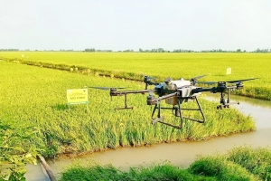 Gạo xanh bước vào cuộc đua tiêu chuẩn mới của thị trường toàn cầu