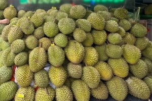 Đắk Sắk hỗ trợ sản xuất sầu riêng VietGAP, hướng tới vùng nông nghiệp sạch và xuất khẩu bền vững
