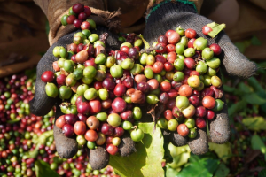 Giá cà phê hôm nay 6/6: Giảm tiếp, Arabica lao dốc