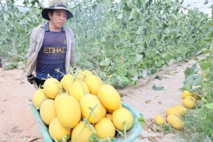 Phát động cuộc thi "Ngành nghề nông thôn TP. HCM - Xanh hơn mỗi ngày" năm 2026