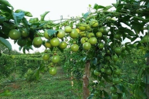 Chuyển đổi cây trồng theo nhu cầu thị trường: Hướng mở nâng cao giá trị nông sản Lâm Đồng