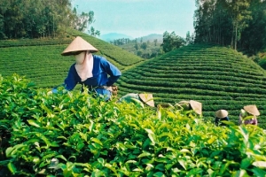 Ngành trà Việt muốn tăng biên lợi nhuận phải đi bằng “con đường SPS” và chế biến sâu