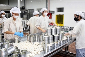 Bắc Ninh: Hỗ trợ doanh nghiệp xuất khẩu vải sấy sang Trung Quốc