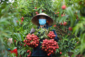 Tăng tốc xúc tiến thương mại, tạo thuận lợi xuất khẩu vải thiều