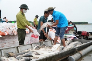 Hơn 100 tấn cá chết bất thường trên hồ Trị An, cơ quan chức năng vào cuộc