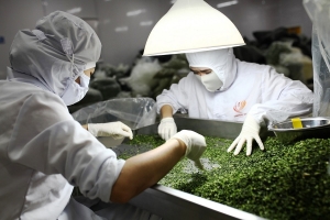 Lâm Đồng đẩy mạnh công nghiệp chế biến, nâng cao giá trị rau quả