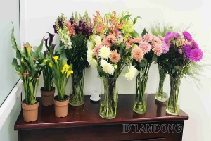 Lâm Đồng: 4 giống hoa bản quyền mở rộng cơ hội phát triển ngành hoa