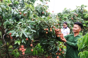 Bắc Ninh tiêu thụ hơn 30,1 nghìn tấn vải thiều, giá bán tăng cao
