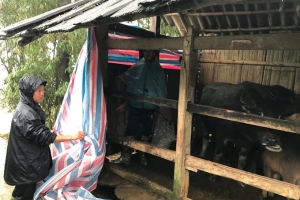 Hà Nội: Chủ động bảo vệ vật nuôi, thủy sản trước mùa mưa giông, bão lũ