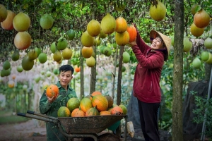 Từ vùng trồng đến người tiêu dùng: Nông sản Lâm Đồng lên sàn số - Xu hướng mới, giá trị mới