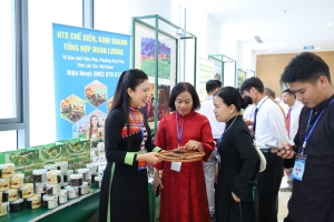 Phát huy sức mạnh kinh tế tập thể, nâng tầm thương hiệu OCOP Lào Cai