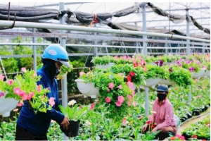 Quỹ Khuyến nông Hà Nội: Đòn bẩy tài chính thúc đẩy phát triển nông nghiệp quy mô lớn