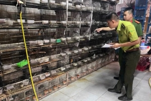 Hà Nội: Phát hiện, thu giữ hàng trăm cá thể động vật hoang dã nuôi nhốt trái phép