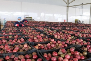 Mặt hàng triệu USD của Việt Nam được Trung Quốc săn đón, lọt top 10 thế giới