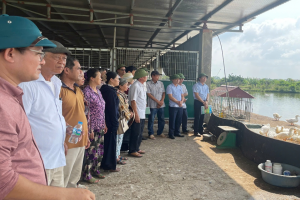 Hải Phòng: Đánh giá hiệu quả mô hình nuôi vịt CT1234