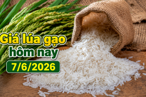 Giá lúa gạo hôm nay 7/6: Giao dịch chậm, gạo xuất khẩu giữ giá