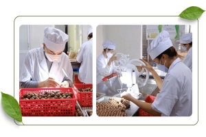 Mắc ca - động lực phát triển kinh tế nông thôn ở Lâm Đồng