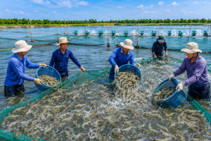Cà Mau: Đẩy mạnh liên kết chuỗi nông sản, hướng tới nâng cao giá trị và mở rộng thị trường