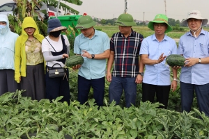 Bắc Ninh quản lý 409 mã số vùng trồng phục vụ xuất khẩu và tiêu thụ nội địa