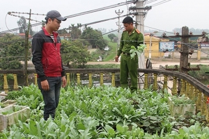 Hưng Yên phát hiện hệ thống trồng cần sa quy mô lớn trong phòng ngủ