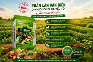 Sử dụng phân bón hiệu quả, nâng cao năng suất và lợi nhuận nông hộ