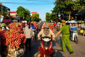 Bắc Ninh: Đảm bảo trật tự, an toàn giao thông phục vụ thu mua, tiêu thụ vải thiều